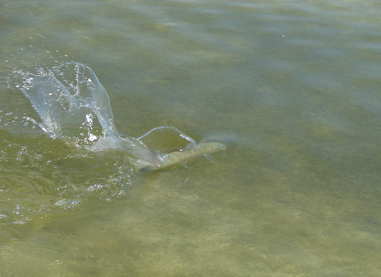 Cuba Bonefish